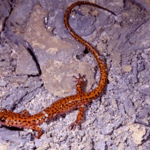 Cave Salamander cave Indiana