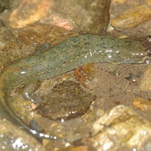 Seal Salamander Adult Cades Cove Tenn