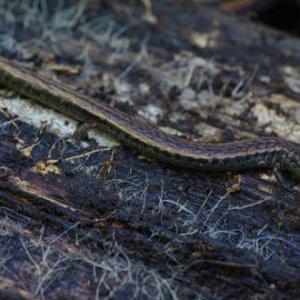 California Slender Salamander.  This is an image from Big Basin State Park in California.