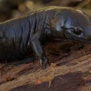 Small Mouthed Salamander, Indianapolis, Indiana