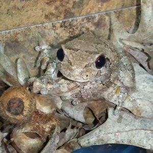 Grey Tree Frog, Weiser

She blends perfectly with her surroundings!  Very impressive