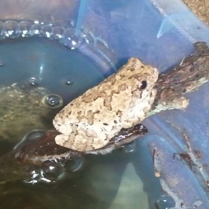 Grey Tree Frog, Bud

Chillin' at the water's edge.