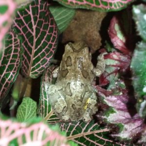 Grey tree frog, Frogger, hiding in the vegetation.  I don't think she knows how to turn pink XD