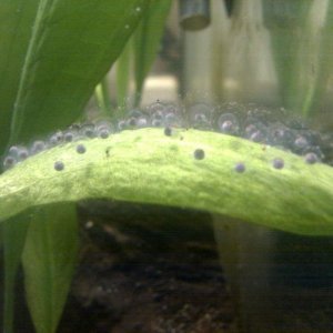 axie eggs