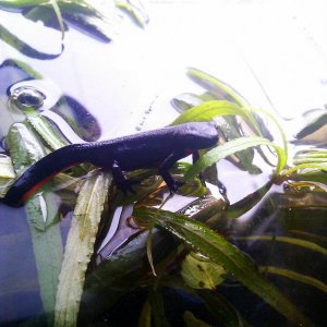 Chinese fire bellied newt (one of the 5 adults we have)