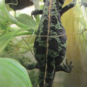 Triturus marmoratus  5/3/12