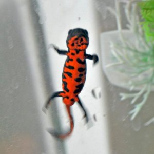 firebelly newt 2