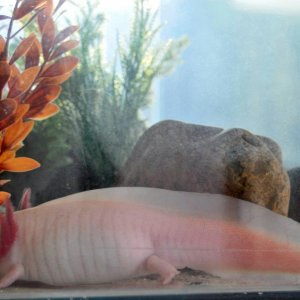 female leucistic A.mexicanum