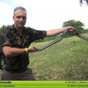 Black rat snake