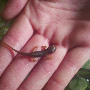 First Baby Salamander to Morph onto land