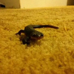 Sunshine the salamander walking