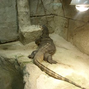 Visit to Gatlinburg  Reptarium Saw this large Water monitor. The picture does not do him justice.