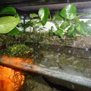 artificial rock shelf simulating overhanging creek bank