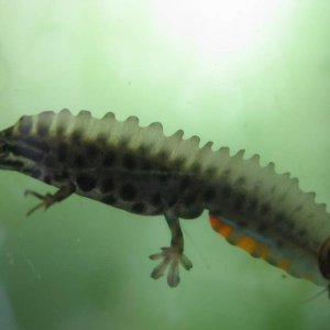 Lissotriton vulgaris ampelensis