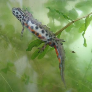 Lissotriton vulgaris ampelensis