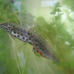 Lissotriton vulgaris ampelensis