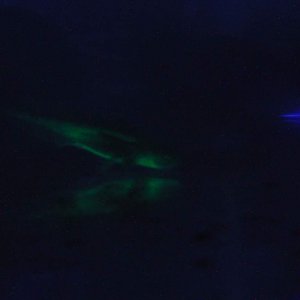 GFP melanoid