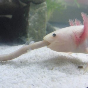 Leucistic eating worms