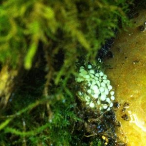 Mantella eggs