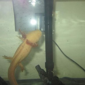 Golden Albino Female Al laying eggs