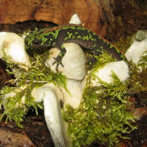 1 year old, climbing on a moss-covered moose vertebra