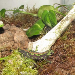 1 year old, climbing on a moss-covered moose vertebra