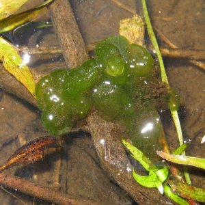 Ambystoma longicauda egg mass. The eggs are already hatched, but the egg mass still hangs together.