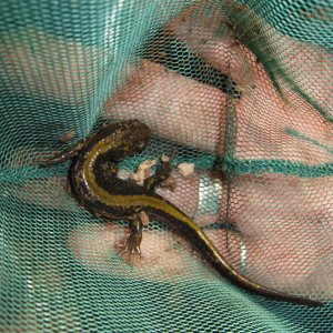 Ambystoma longicauda.