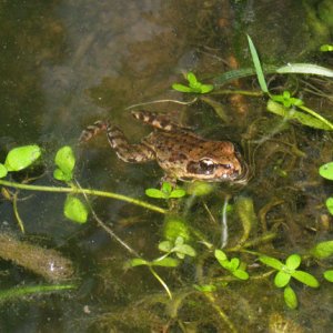 red legged frog