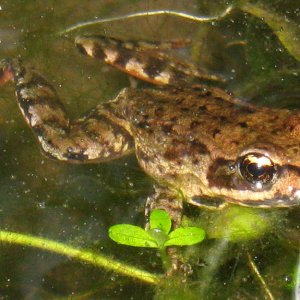 red legged frog