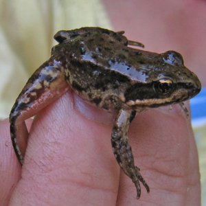 red legged frog