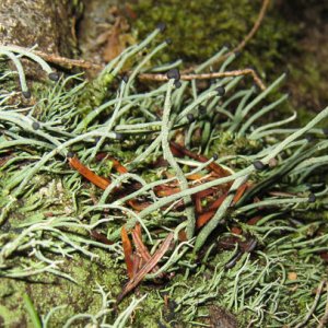 Devils matchstick lichen