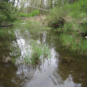 Taricha habitat Clackamas Co