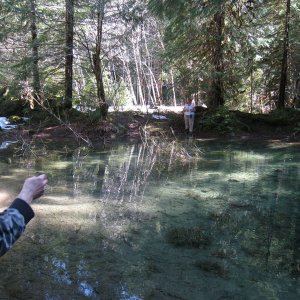 Taricha habitat Opal Creek