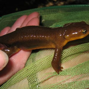 Taricha male Opal Creek