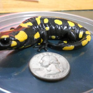 Fire Salamander