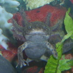 My female axolotl :)