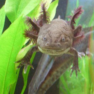 My male axolotl Yoshii.