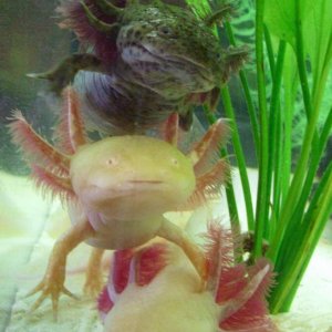 My female axolotls doing pile up.