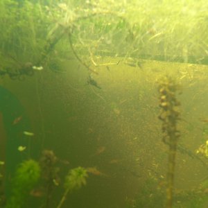 baby axolotls 020