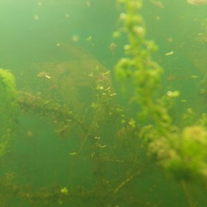 baby axolotls  in pond tank 076