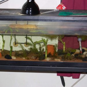 The tank that houses my four Notos. 20 gallon long. It has river stones, exoterra river sand, 'lucky bamboo,' elodea I collected from a pond, coontail