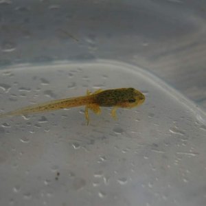 Metamorphosing wood frog tadpole. I'm really excited as this is the first tadpole I've actually ever raised this long.