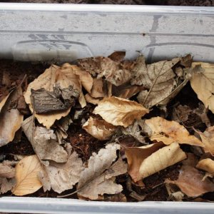 Tropical dwarf woodlice culture with some tropical spring tails