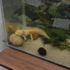 axolotls 2012