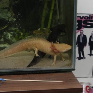 Axolotls 2012