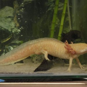 Axolotls 2012