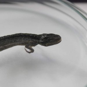 Dessicated smooth/palmate newt