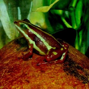 Phantasmal Poison Frog Male
Nomenclature: Epipdobates tricolor "Highland" Sub-population

© 2013 (These are my own photographs, please ask permission 