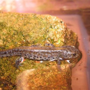 Newly morphed alpine newt.